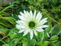 CIMG0554.webp