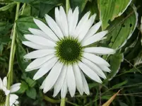 CIMG0555.webp