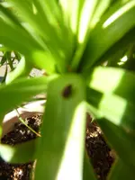 elefantenfuss 028.webp