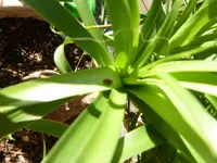 elefantenfuss 029.webp
