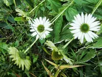 CIMG0556.webp
