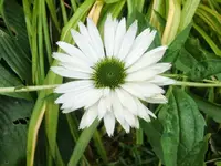 CIMG0559.webp
