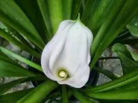 CIMG0490.webp