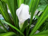 CIMG0489.webp