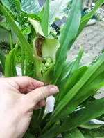 CIMG0491.webp
