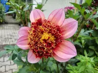 CIMG0582.webp