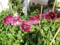 CIMG0593.webp