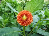 CIMG0605.webp