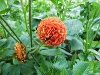 CIMG0606.webp