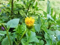 CIMG0608.webp