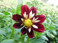 CIMG0607.webp