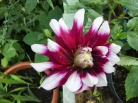 CIMG0615.webp