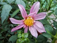 CIMG0472.webp