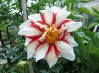 CIMG0480.webp