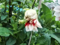 CIMG0479.webp