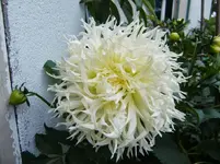 CIMG0535.webp