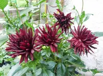 CIMG0492.webp