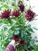 CIMG0493.webp