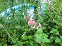 CIMG0568.webp