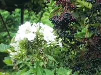 CIMG0504.webp
