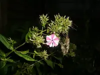 CIMG0570.webp