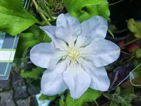 CIMG0530.webp