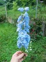 CIMG0533.webp