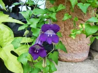 CIMG0471.webp