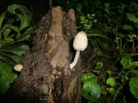 CIMG0516.webp