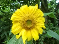 CIMG0517.webp