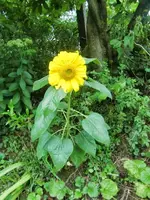 CIMG0518.webp