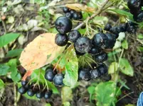 CIMG0522.webp