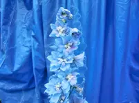 CIMG0534.webp