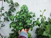 CIMG0537.webp
