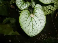 CIMG0562.webp