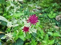 CIMG0565.webp