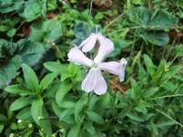 CIMG0511.webp