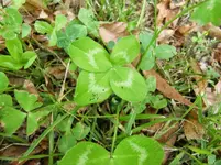 CIMG0470.webp