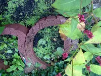 fingerhüte (2).webp