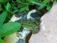 003.webp