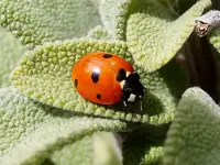 Marienkäfer_002.webp