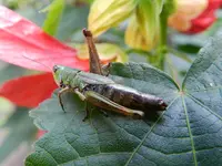 Heuschrecke_2453.webp