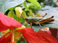 Heuschrecke_2457.webp