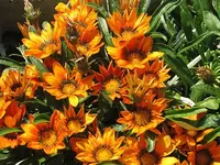 002.webp