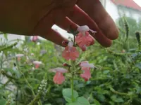 CIMG0726.webp