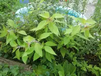 CIMG0724.webp