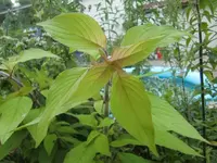 CIMG0725.webp