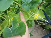 CIMG0704.webp