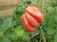 CIMG0711.webp