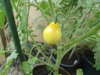 CIMG0715.webp